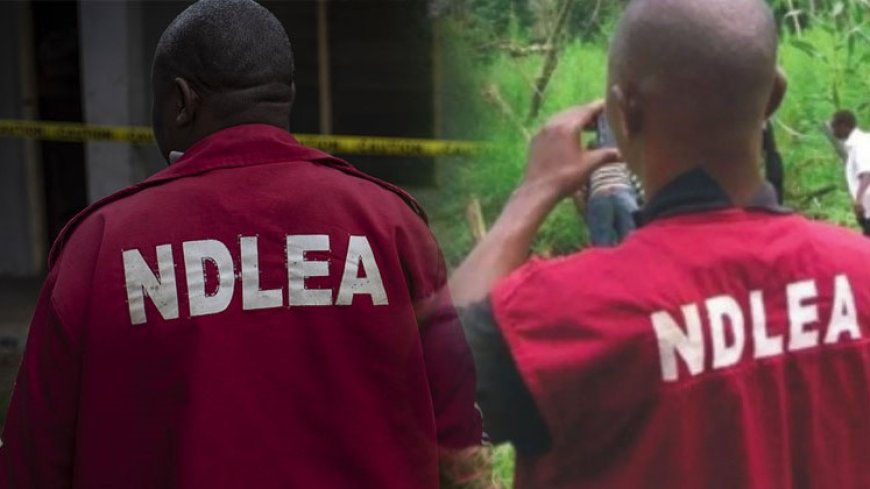 The NDLEA arrests others and seizes 399 bombs and illegal substances.